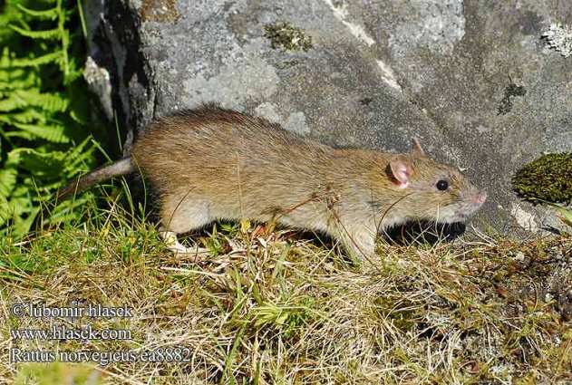 Ratas y ratones, importantes transmisores de enfermedades y ectoparásitos.